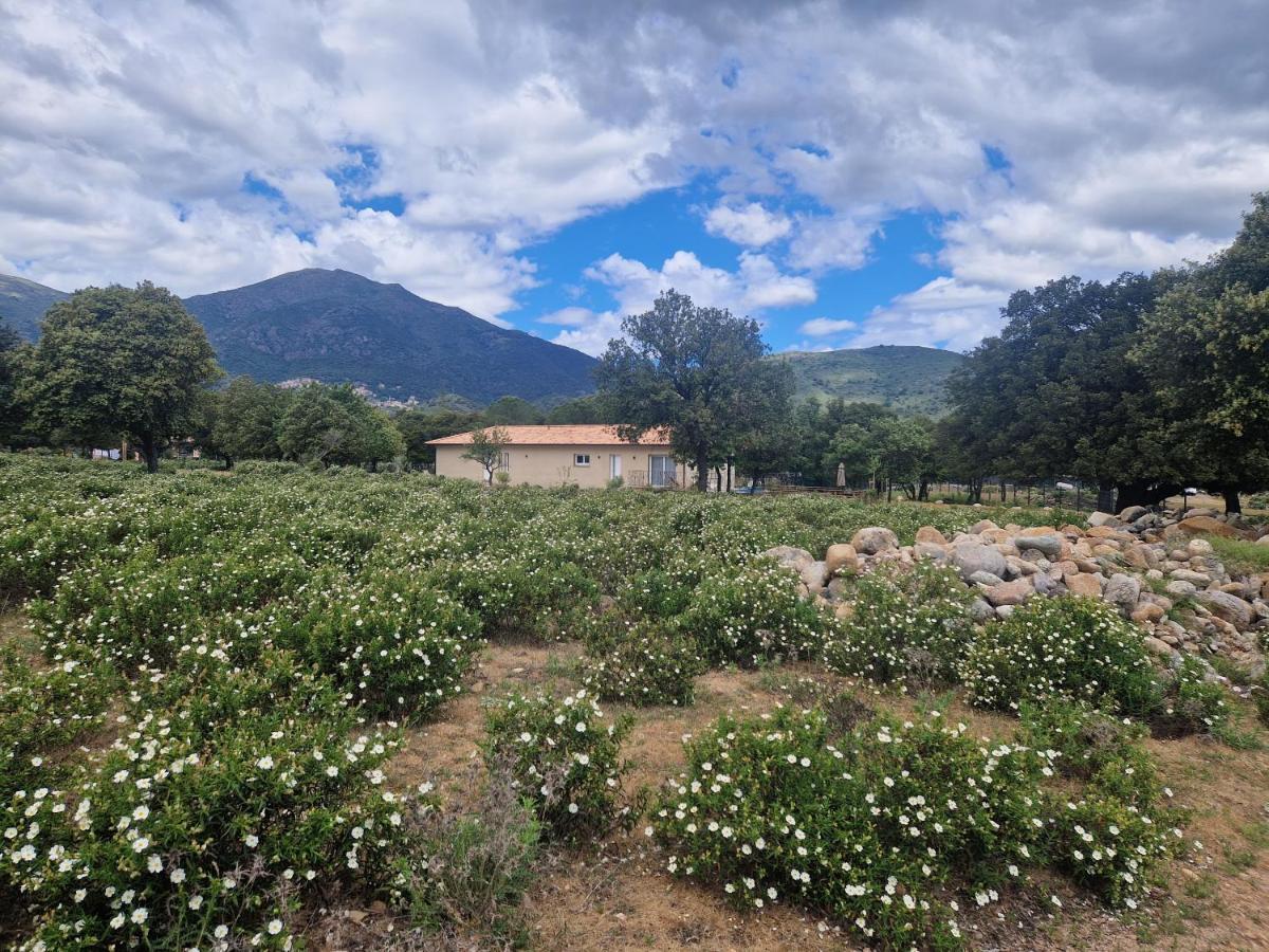 Domaine U Filanciu - Casa Ghjulia - Centru Di Corsica Villa Moltifao Dış mekan fotoğraf